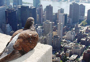 Plaga palomas ciudad